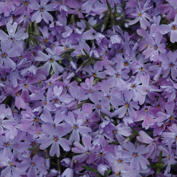 Phlox subulata 'Emerald Blue' - Creeping Phlox