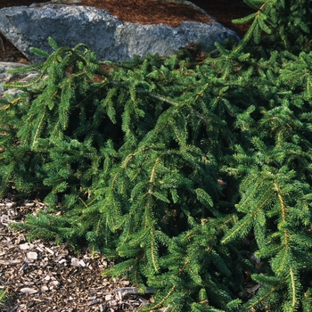 Picea pungens 'Pendula' - 'Pendula' Weeping Colorado Spruce