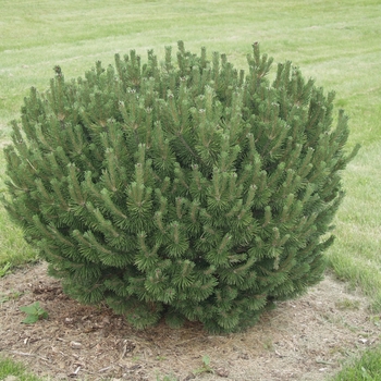 Pinus mugo 'Sherwood Compact' - 'Sherwood Compact' Compact Mugo Pine