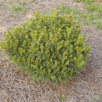 Pinus strobus 'Soft Touch' - 'Soft Touch' White Pine