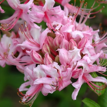 Azalea x 'Northern Hi-Lights' - 'Northern Hi-Lights' Azalea