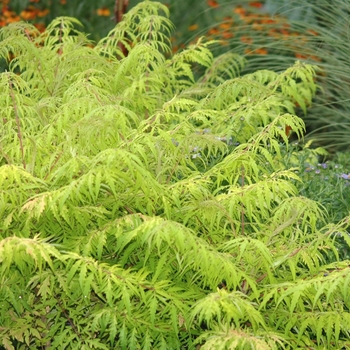 Rhus typhina - Tiger Eyes® 