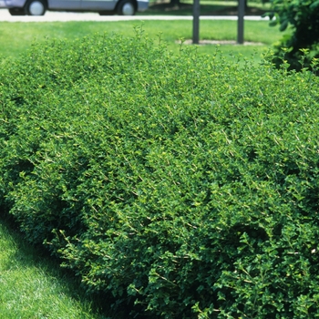 Ribes alpinum 'Green Mound' - Green Mound Alpine Currant