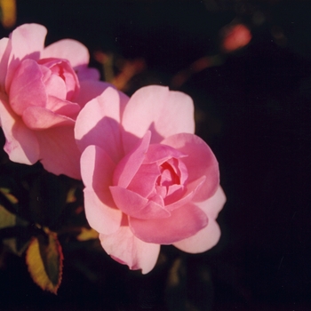Rosa 'Bonica' - Bonica Rose