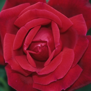 Rosa 'Chrysler Imperial' - Rose