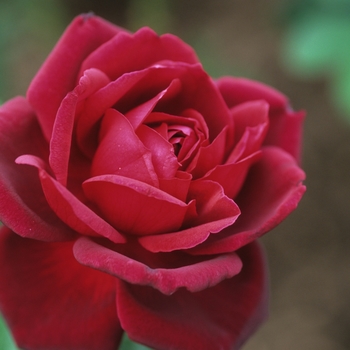 Rosa 'Oklahoma' - Oklahoma Rose
