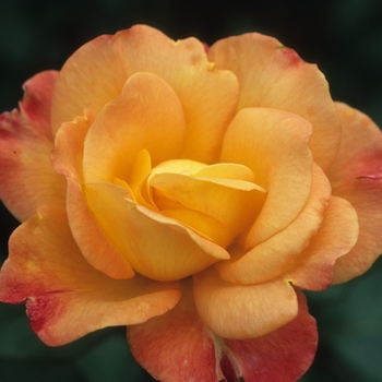 Rosa 'Rio Samba' - Rio Samba Rose