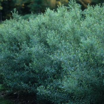 Salix purpurea 'Nana' - Dwarf Arctic Willow