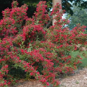 Weigela florida 'Red Prince' - Red Prince Weigela