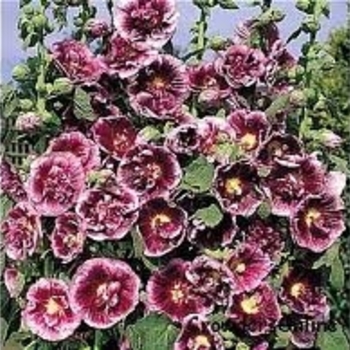 Alcea rosea 'Creme de Cassis' - Hollyhock 