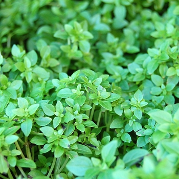 Ocimum basilicum 'Boxwood' - Basil