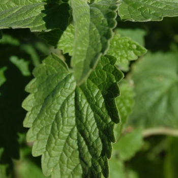 Nepeta cataria - Catnip, Nepeta