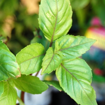 Ocimum basilicum 'Cinnamon' - Basil