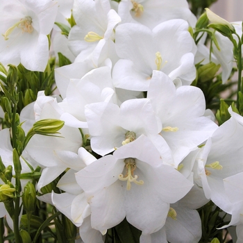 Campanula persicifolia 'Takion White' - Bellflower