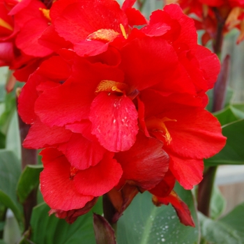 Canna 'Tropical™ Red' - Canna