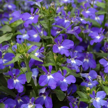 Lobelia erinus 'Techno® Heat Dark Blue' - Lobelia