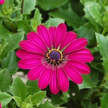 Osteospermum Tradewinds® 'Deep Purple' - Osteospermum 