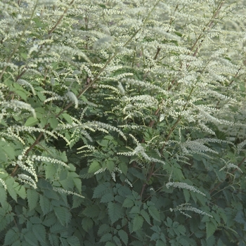 Aruncus 'Misty Lace' - Goat's Beard