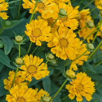 Coreopsis grandiflora 'Jethro Tull' - Tickseed