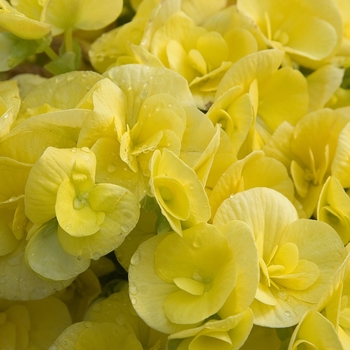 Begonia x hiemalis 'Amstel Blitz' - Begonia, Rieger