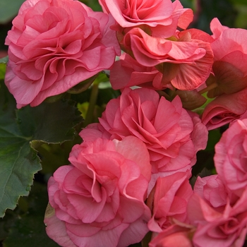 Begonia 'Solenia® Dusty Rose' - Solenia Dusty Rose Begonia