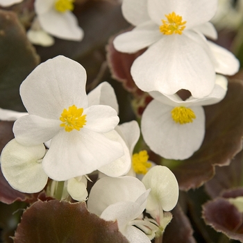 Begonia Cocktail® 'Whiskey' - Begonia