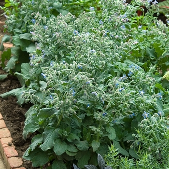 Borago officianalis - Borage