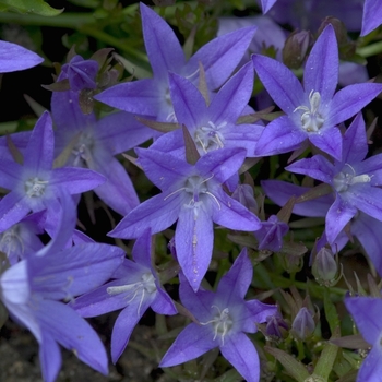 Campanula poscharskyana 'Blue Waterfall™' - Bellflower