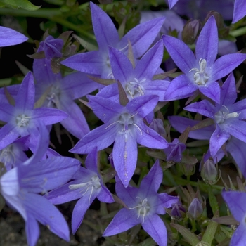 Campanula poscharskyana 'Blue Waterfall™' - Bellflower