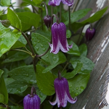 Clematis 'Rouguchi' - Clematis