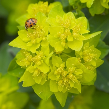 Euphorbia polychroma - Cushion Spurge