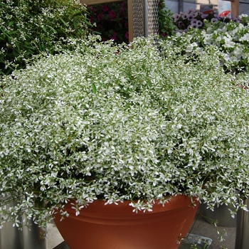 Euphorbia hypericifolia 'RedFox Star Dust White Sparkle' - Euphorbia