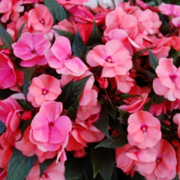 Impatiens hawkeri 'Magnum Salmon' - Impatiens, New Guinea