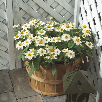 Zinnia hybrid 'Profusion White' - Zinnia