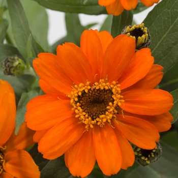 Zinnia hybrid 'Profusion Orange' - Zinnia