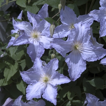 Clematis 'Blue Angel' - Clematis