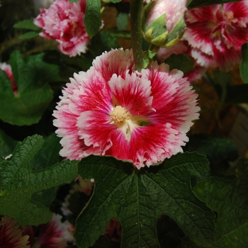 Alcea rosea 'Fiesta Time' - Hollyhock