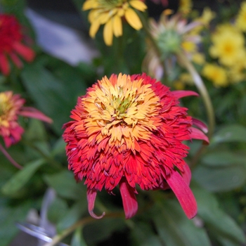 Echinacea 'Hot Papaya' - Coneflower