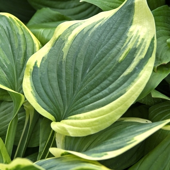Hosta 'Fragrant Dream' - Plantain Lily