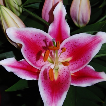 Lilium 'After Eight' - Oriental Hybrid Lily