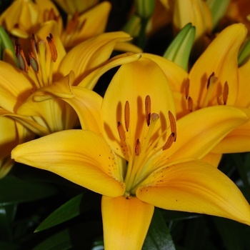 Lilium asiaticum 'Tiny Bee' - Asiatic Pot Lily