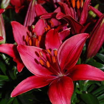 Lilium asiaticum 'Tiny Ghost' - Asiatic Pot Lily