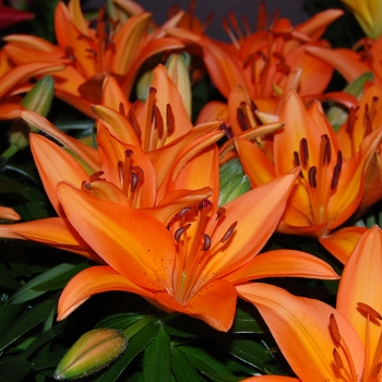 Lilium asiaticum 'Tiny Skyline' - Asiatic Pot Lily