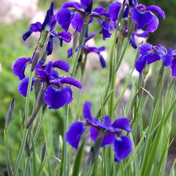 Iris sibirica 'Ceasars Brother' - Siberian Iris