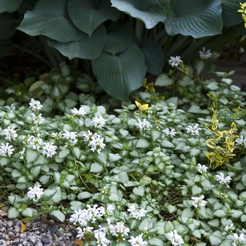 Lamium maculatum 'White Nancy' - Dead Nettle