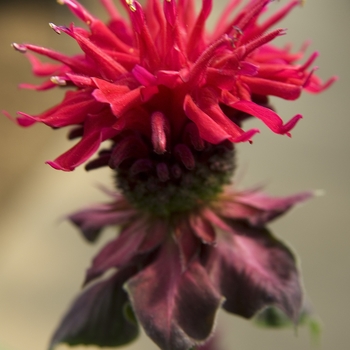 Monarda didyma 'Fireball' - Bee Balm