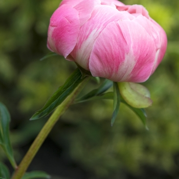 Paeonia 'Coral Charm' - Garden Peony