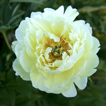 Paeonia 'Bartzella' - Peony Itoh