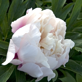 Paeonia hybrid 'Cora Louise' - Garden Peony