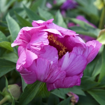 Paeonia 'Morning Lilac' - Peony Itoh